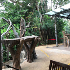 シンガポール動物園でオラウータンと触れ合う-その1-